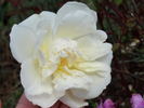 Rival de Paestum rose photo