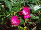 Purpurea rose photo