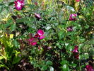 Purpurea rose photo