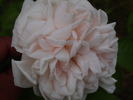 Belle de Terre Franche rose photo