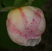 Belle de Terre Franche rose photo