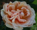 Gloaming rose photo
