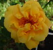 Dreaming Spires rose photo