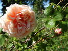 Comte de Torres rose photo
