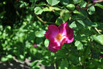 Carabea rose photo