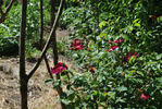 Carabea rose photo