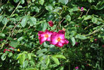 Carabea rose photo