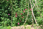 Carabea rose photo