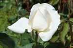 White Symphonie rose photo