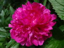 Hania peony photo