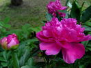 Hania peony photo