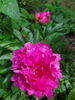 Hania peony photo