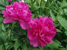 Hania peony photo