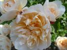 Charity rose photo