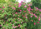 William Booth rose photo