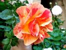 Arpege rose photo