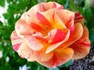 Arpege rose photo