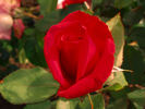 Betty Curry rose photo