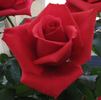 Betty Curry rose photo