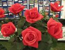 Betty Curry rose photo