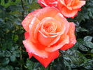 Lasting Peace rose photo