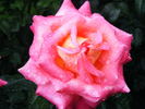 Cliché rose photo
