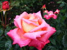 Cliché rose photo