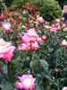Cliché rose photo