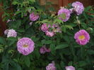Hypathia rose photo