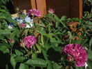 Hypathia rose photo