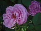 Comtesse Branicka rose photo