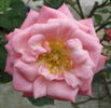 Giggles rose photo