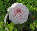 Mystic Beauty rose photo