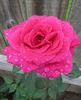 Pink Don Juan rose photo