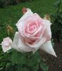 Memoriam rose photo
