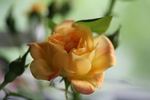 1-72-1rugeldafly rose photo