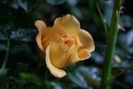 1-72-1rugeldafly rose photo
