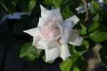 Gwynne Carr, Cl. rose photo