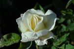 Kootenay rose photo