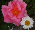 Arthur R. Goodwin rose photo