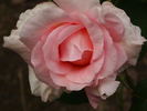 Blagovest rose photo
