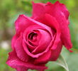 Blauer Stern rose photo