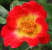 Ciak ® rose photo