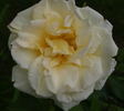Cilly Michel rose photo