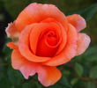 Jack's Wish rose photo