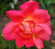 Rote Mevrouw G.A. van Rossem rose photo