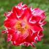 Sparkling Ruffles rose photo