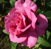 Tutu Mauve rose photo