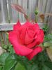 Mikado ™ rose photo