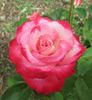 Double Take ™ rose photo